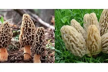 Kuzu Göbeği Özellikleri ve Faydaları Nelerdir?